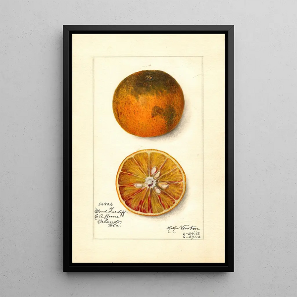Reproduktion des Gemäldes Citrus sinensis Blood Tardiff - Amanda Almira Newton