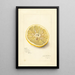 Citrus sinensis Ichang - Amanda Almira Newton — gerahmtes Bild an der Wand