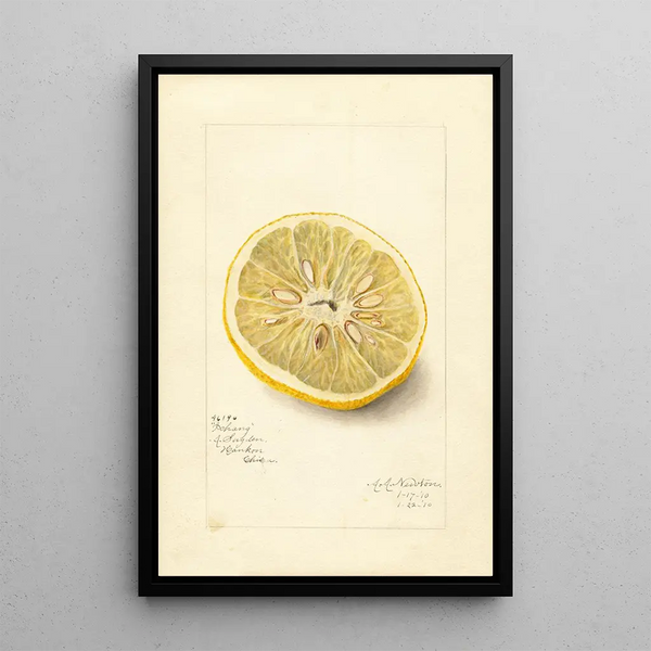 Citrus sinensis Ichang - Amanda Almira Newton — gerahmtes Bild an der Wand