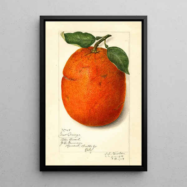 Citrus sinensis New - Amanda Almira Newton — gerahmtes Bild an der Wand