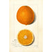 Citrus sinensis Thompson Improved Navel - Amanda Almira Newton — Ansicht des Kunstwerks