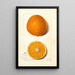 Citrus sinensis Thompson Improved Navel - Amanda Almira Newton — gerahmtes Bild an der Wand