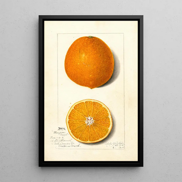 Citrus sinensis Thompson Improved Navel - Amanda Almira Newton — gerahmtes Bild an der Wand