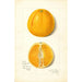 Citrus sinensis True Eureka - Amanda Almira Newton — Ansicht des Kunstwerks
