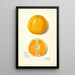Citrus sinensis True Eureka - Amanda Almira Newton — gerahmtes Bild an der Wand