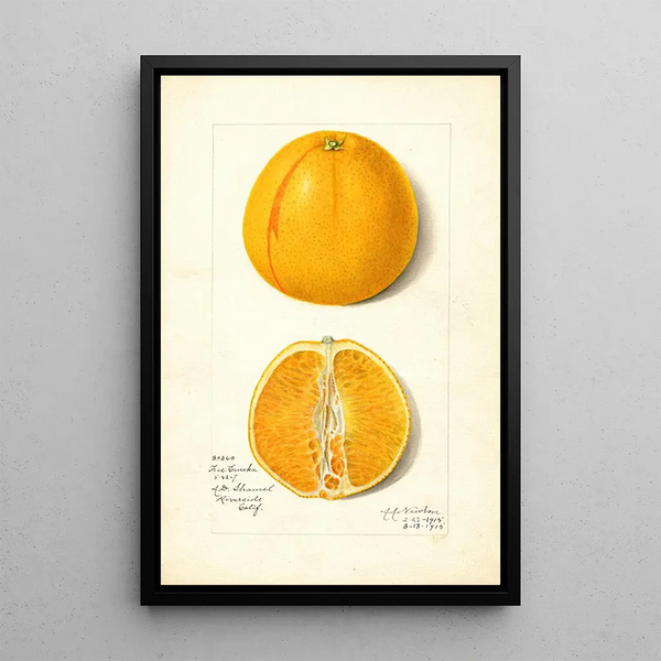 Citrus sinensis True Eureka - Amanda Almira Newton — gerahmtes Bild an der Wand