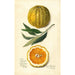 Citrus sinensis Valencia - Amanda Almira Newton — Ansicht des Kunstwerks