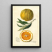 Citrus sinensis Valencia - Amanda Almira Newton — gerahmtes Bild an der Wand