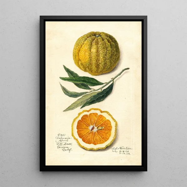 Citrus sinensis Valencia - Amanda Almira Newton — gerahmtes Bild an der Wand