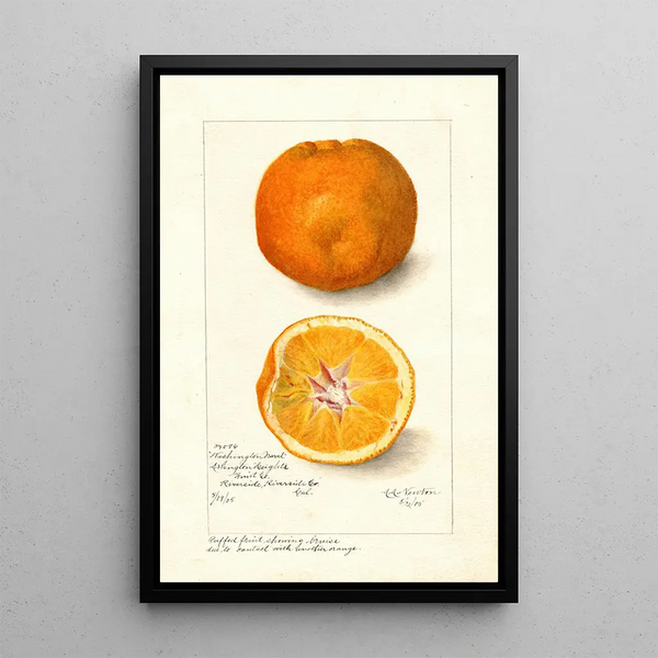 Reproduktion des Gemäldes Citrus sinensis Washington Navel - Amanda Almira Newton