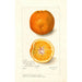 Reproduktion des Gemäldes Citrus sinensis Washington Navel - Amanda Almira Newton