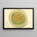 Cucumis melo Honey Dew - Amanda Almira Newton — gerahmtes Bild an der Wand