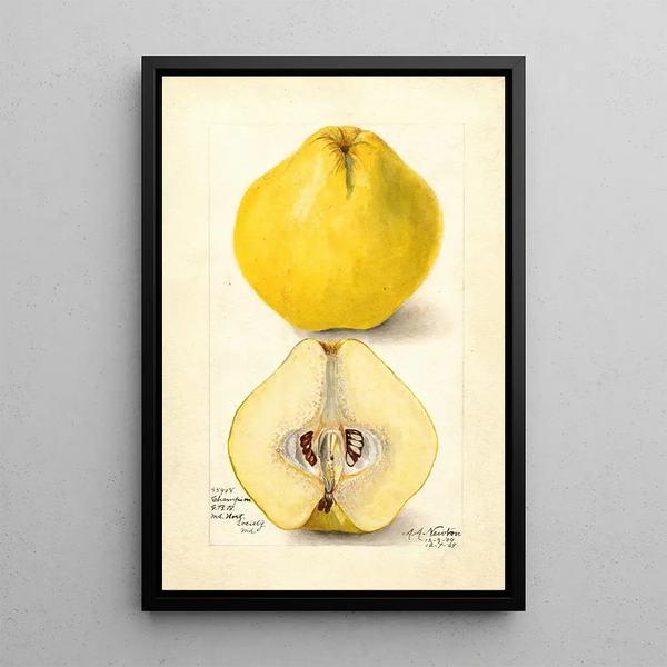 Reproduktion des Gemäldes Cydonia oblonga Champion - Amanda Almira Newton