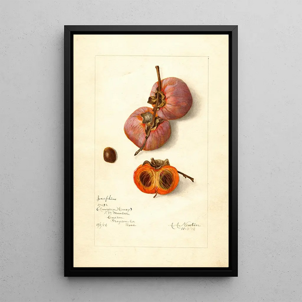 Reproduktion des Gemäldes Diospyros Josephine - Amanda Almira Newton