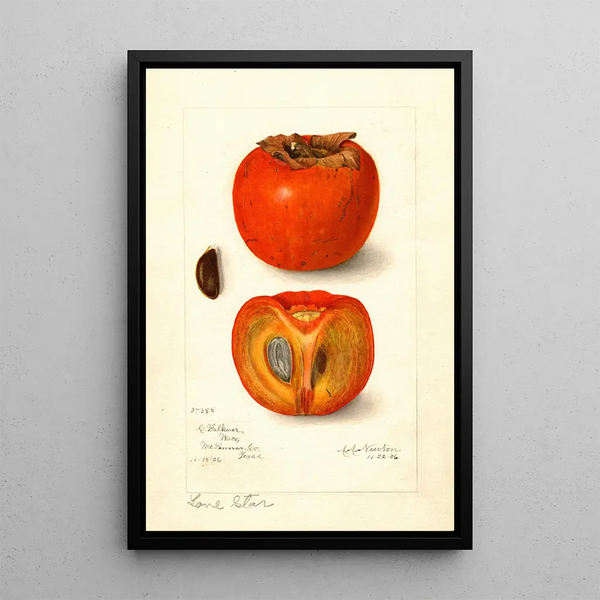 Diospyros Lone Star - Amanda Almira Newton — gerahmtes Bild an der Wand