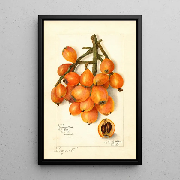 Reproduktion des Gemäldes Eriobotrya japonica Baronne Hall - Amanda Almira Newton
