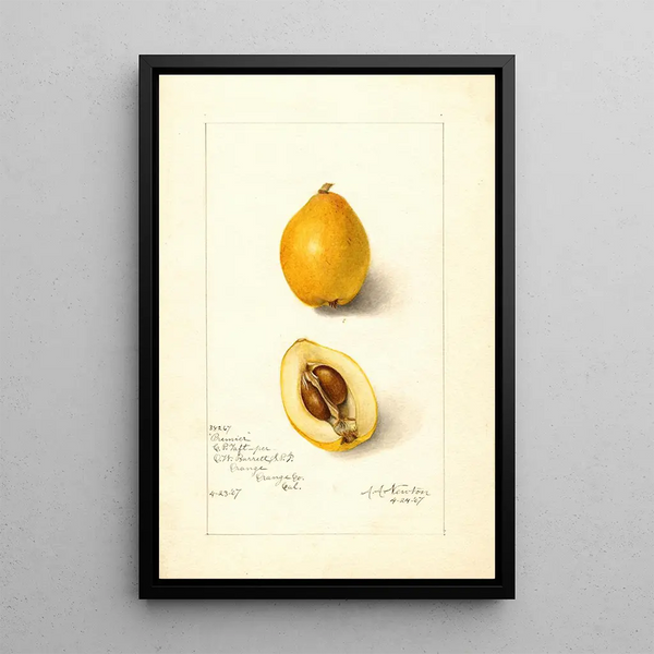 Eriobotrya japonica Premier - Amanda Almira Newton — gerahmtes Bild an der Wand