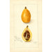 Eriobotrya japonica Victor - Amanda Almira Newton — Ansicht des Kunstwerks