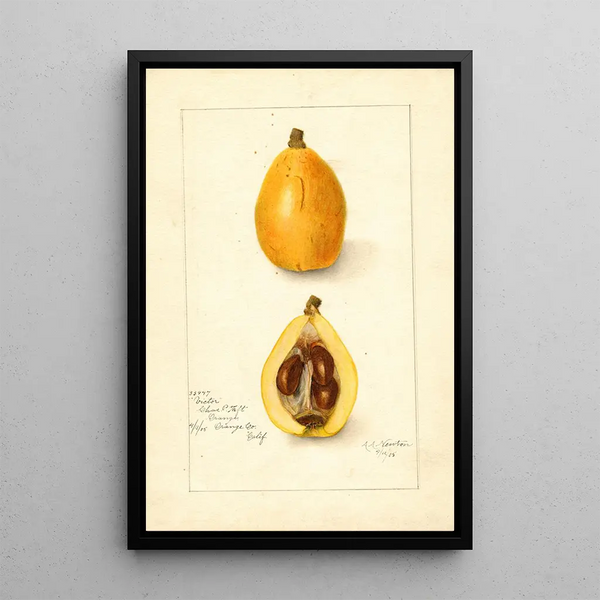 Eriobotrya japonica Victor - Amanda Almira Newton — gerahmtes Bild an der Wand