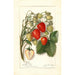 Reproduktion des Gemäldes Fragaria Berlin - Amanda Almira Newton