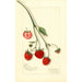 Fragaria Blaine - Amanda Almira Newton — Ansicht des Kunstwerks