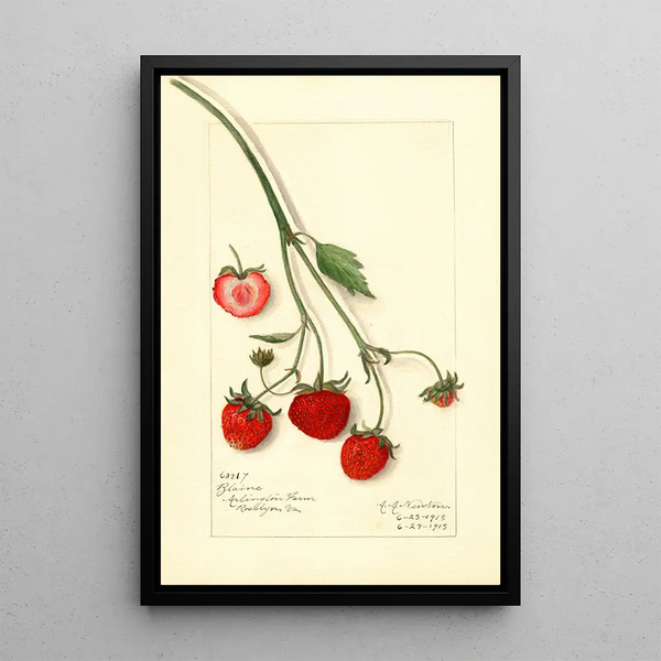 Fragaria Blaine - Amanda Almira Newton — gerahmtes Bild an der Wand