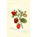 Fragaria Deacon - Amanda Almira Newton — Ansicht des Kunstwerks