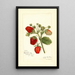 Fragaria Deacon - Amanda Almira Newton — gerahmtes Bild an der Wand