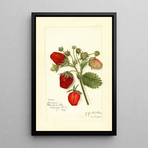 Fragaria Deacon - Amanda Almira Newton — gerahmtes Bild an der Wand