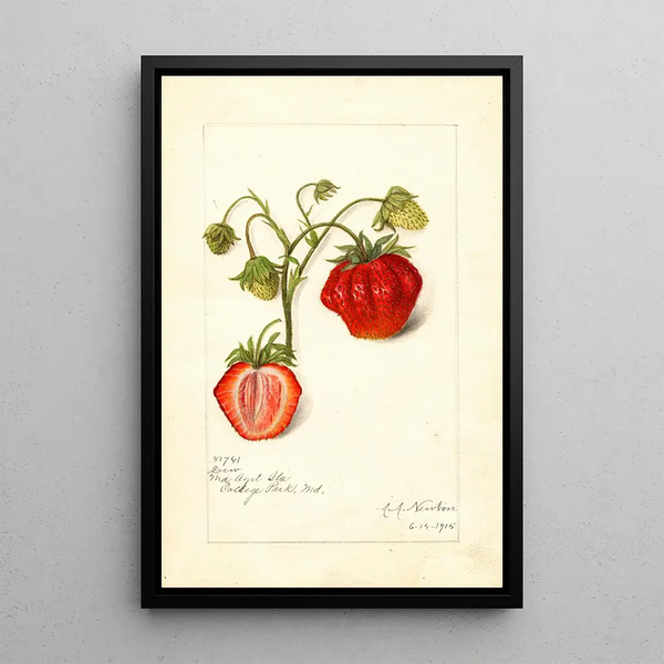 Fragaria Dew - Amanda Almira Newton — gerahmtes Bild an der Wand