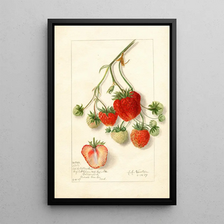 Amanda Almira Newton - Fragaria Dole.webp