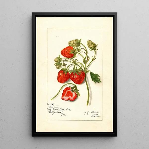 Reproduktion des Gemäldes Fragaria Gibson - Amanda Almira Newton