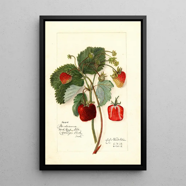 Reproduktion des Gemäldes Fragaria Indiana - Amanda Almira Newton