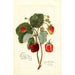 Reproduktion des Gemäldes Fragaria Indiana - Amanda Almira Newton