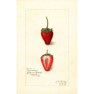 Amanda Almira Newton - Fragaria Jamestown.webp