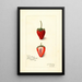 Fragaria Jamestown - Amanda Almira Newton — gerahmtes Bild an der Wand