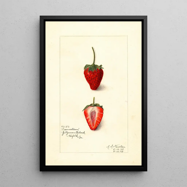 Fragaria Jamestown - Amanda Almira Newton — gerahmtes Bild an der Wand
