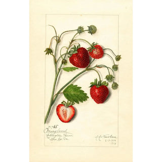 Amanda Almira Newton - Fragaria Maryland.webp