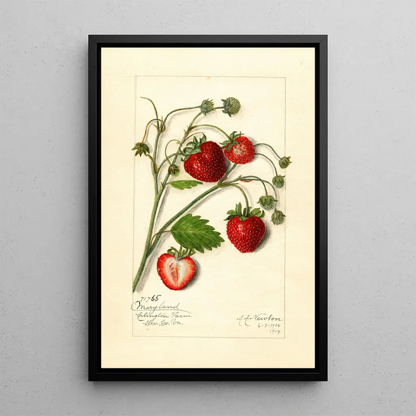 Fragaria Maryland - Amanda Almira Newton — gerahmtes Bild an der Wand