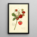 Fragaria Ohio Bay - Amanda Almira Newton — gerahmtes Bild an der Wand