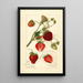 Reproduktion des Gemäldes Fragaria Pearl - Amanda Almira Newton