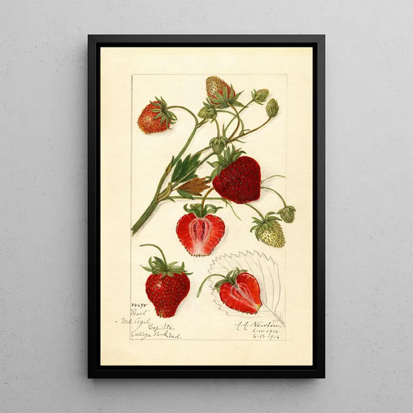 Reproduktion des Gemäldes Fragaria Pearl - Amanda Almira Newton