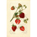 Reproduktion des Gemäldes Fragaria Pearl - Amanda Almira Newton