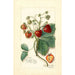 Fragaria Saunders - Amanda Almira Newton — Ansicht des Kunstwerks