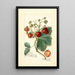 Fragaria Saunders - Amanda Almira Newton — gerahmtes Bild an der Wand