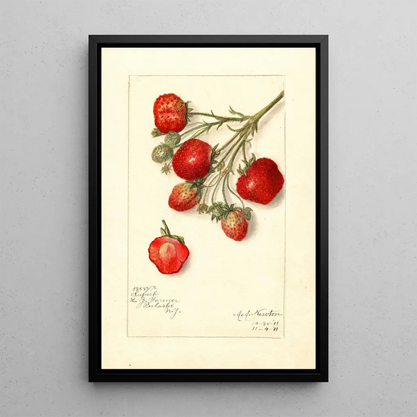Reproduktion des Gemäldes Fragaria Superb - Amanda Almira Newton