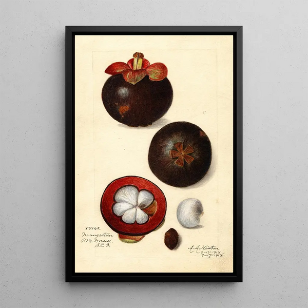 Reproduktion des Gemäldes Garcinia mangostana - Amanda Almira Newton