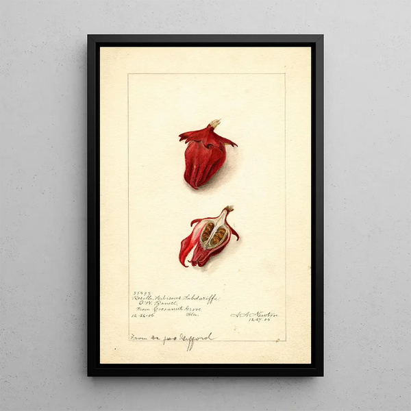 Hibiscus sabdariffa Roselle - Amanda Almira Newton — gerahmtes Bild an der Wand