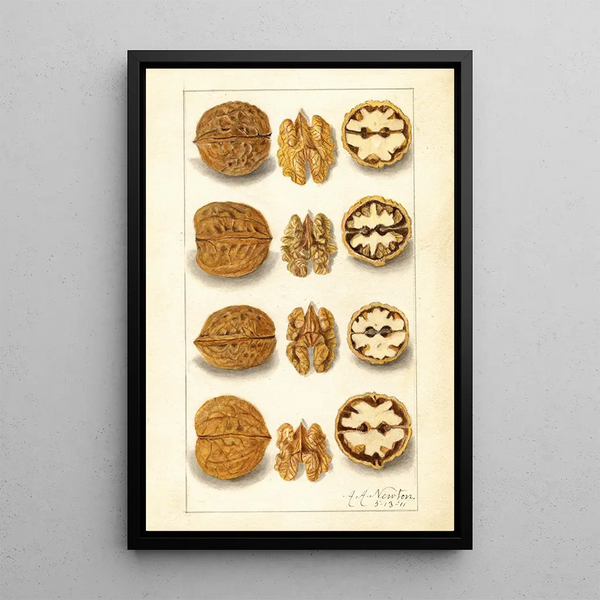 Juglans - Amanda Almira Newton — gerahmtes Bild an der Wand