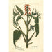 Juglans ailantifolia - Amanda Almira Newton — Ansicht des Kunstwerks